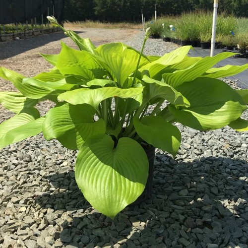 Hosta 'Sum and Substance' - Hosta 'Sum and Substance' C1/1L